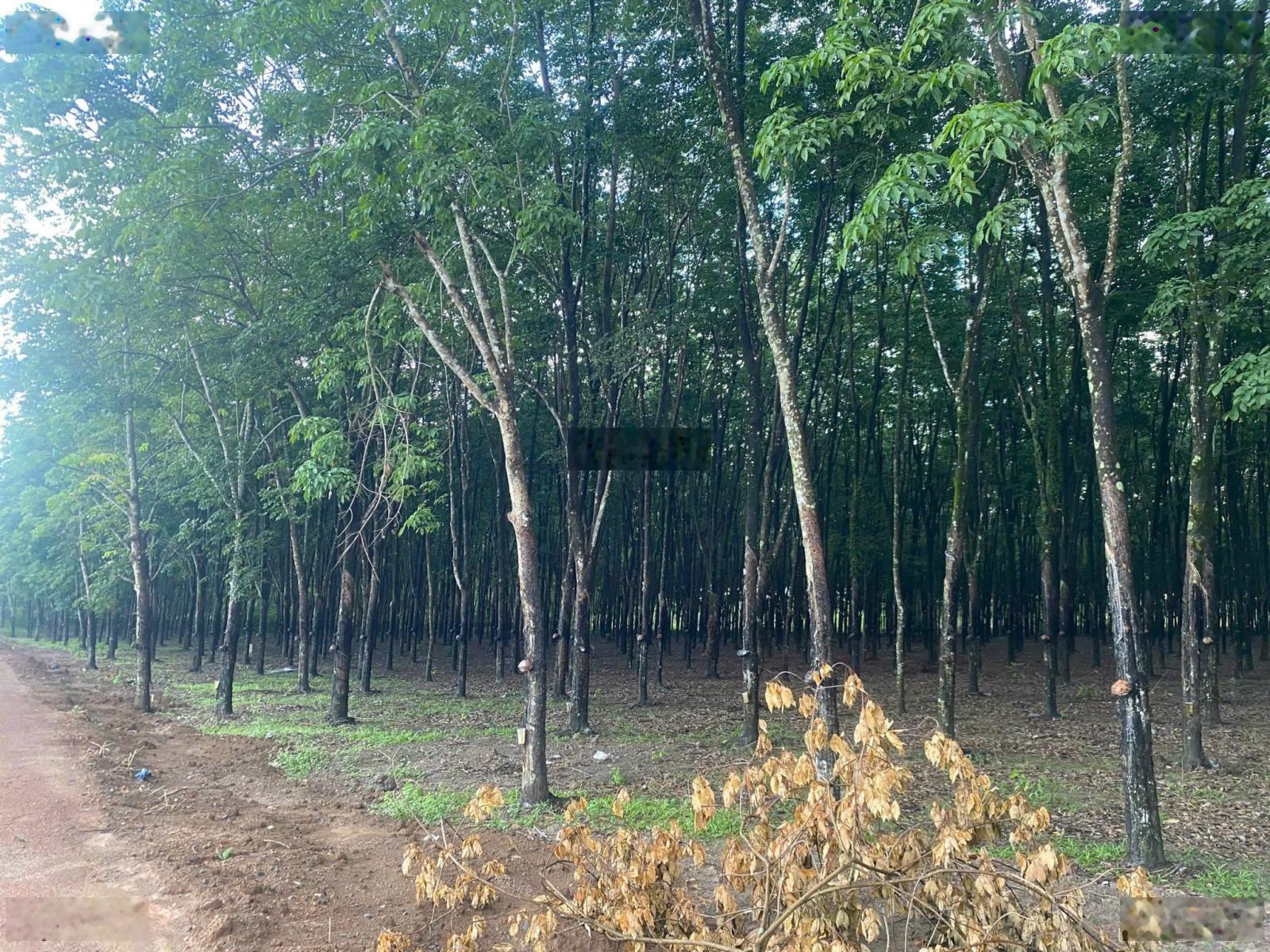 Công ty Đấu giá Hợp danh Trực tuyến Việt Nam (VNOA) thông báo đấu giá các tài sản