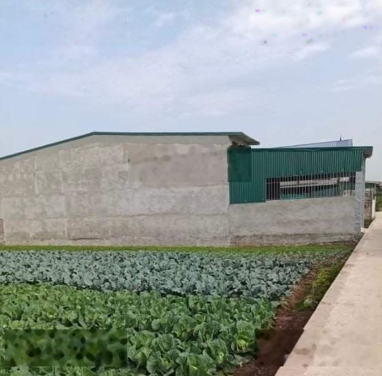 Bán gấp đất trồng cây lâu năm gần Đại lộ Thăng Long, giá thỏa thuận, 782m2, tại Vân Côn, Hoài Đức