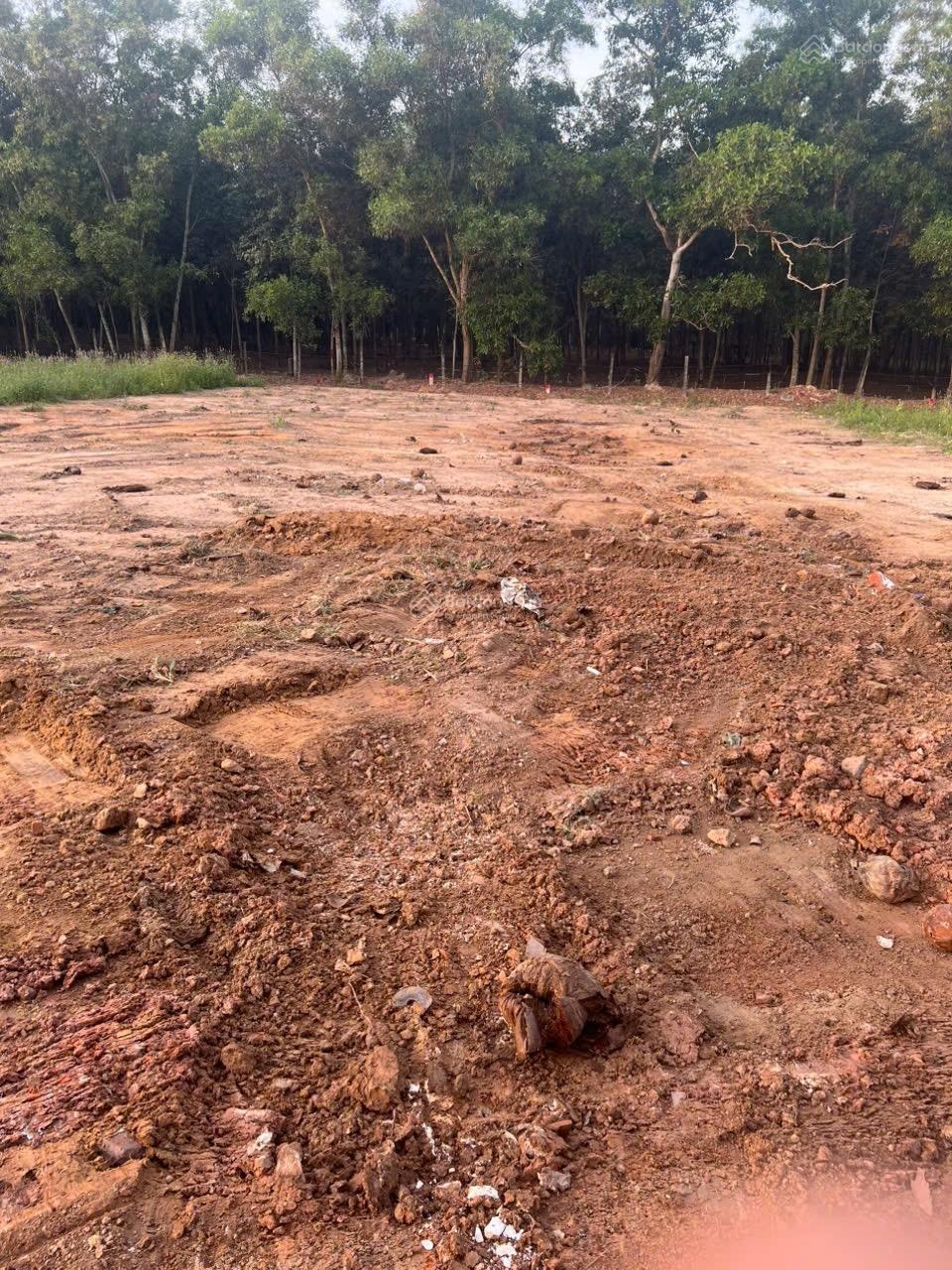 Đất ngay chợ Tự Phát , Chánh Phú Hoà , Bến Cát, Bình Dương