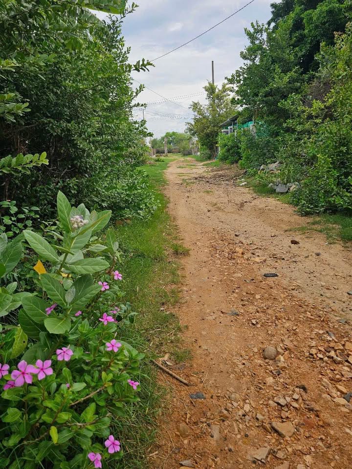 Bán gấp nhà vườn 630m2 siêu rộng gần sân bay Phan Rang