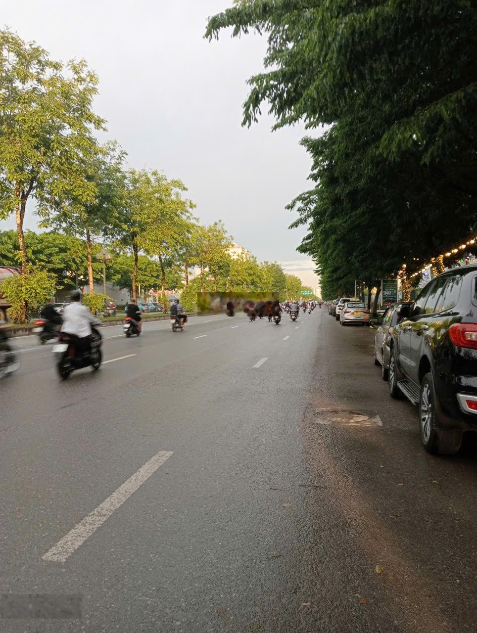 Bán liền kề mặt phố Trịnh Văn Bô,Từ Liêm, DT100mx5T5mMT, giá 55 tỷ Kinh doanh sầm uất, 2 mặt thoáng