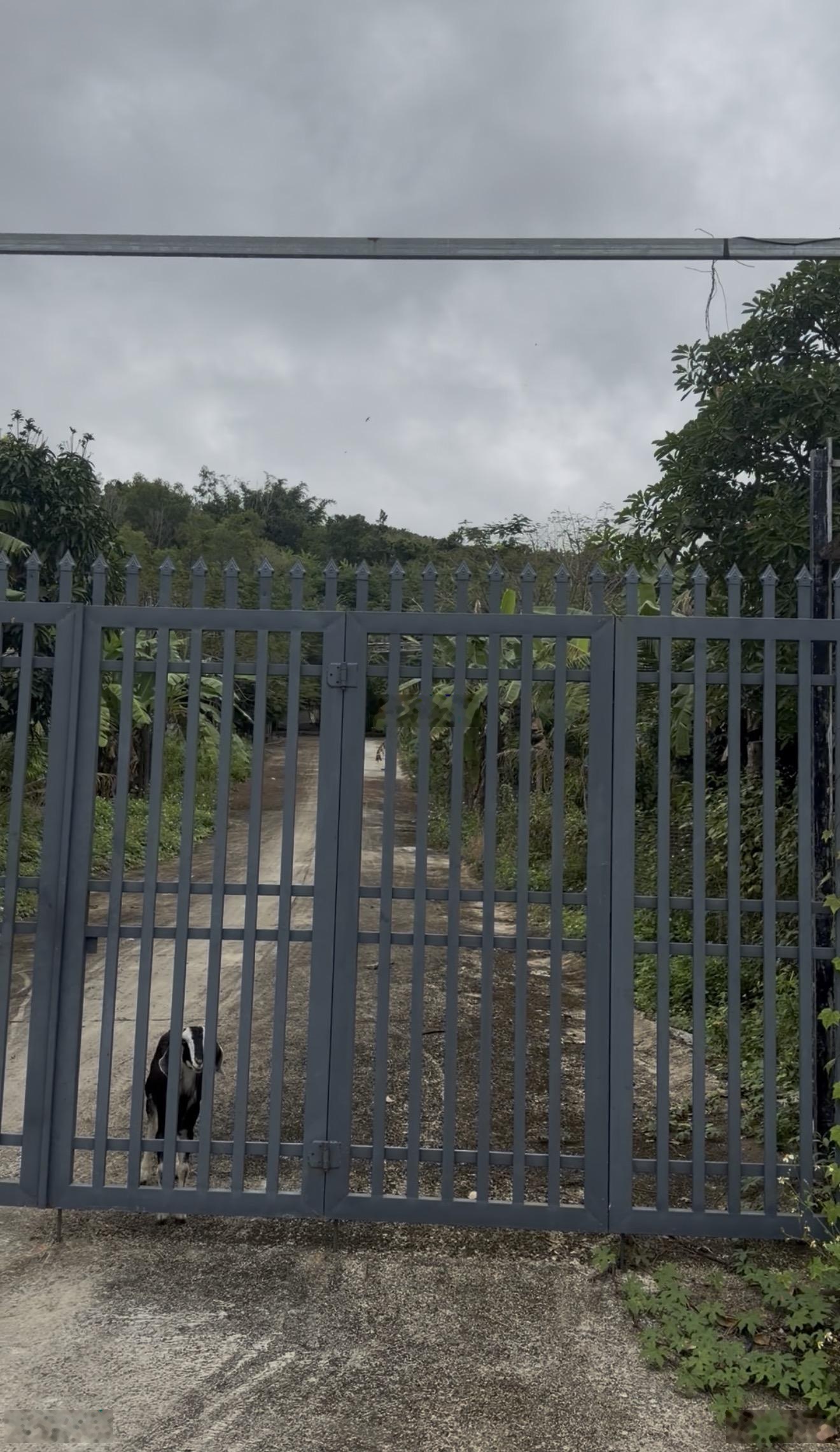 Đất rừng trồng cây Diên Tân - Diên Khánh 15 tỷ