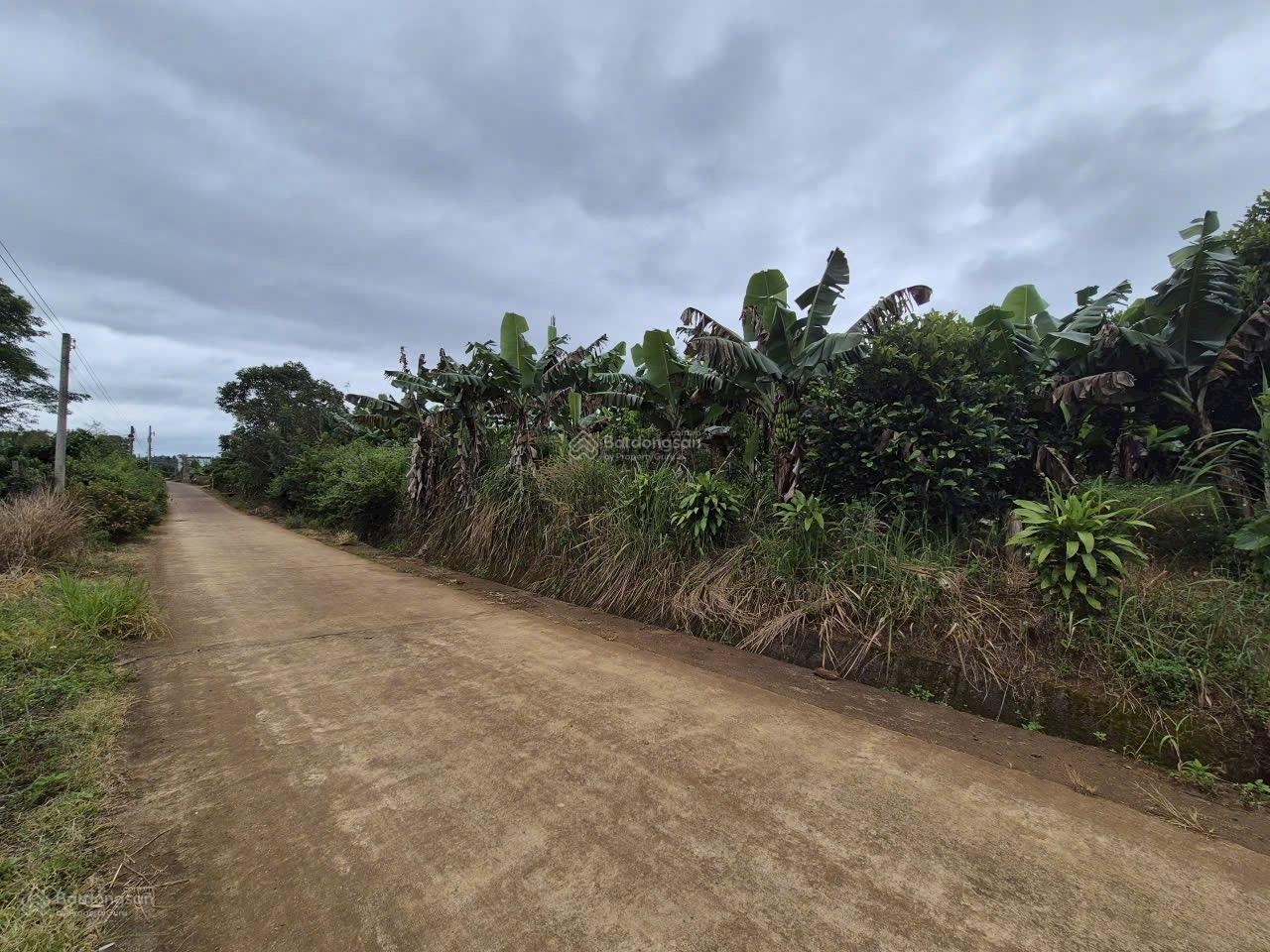 Cần tiền cho con đi du học nên bán mảnh đất tâm huyết ở xã Hoà Ninh, Di Linh