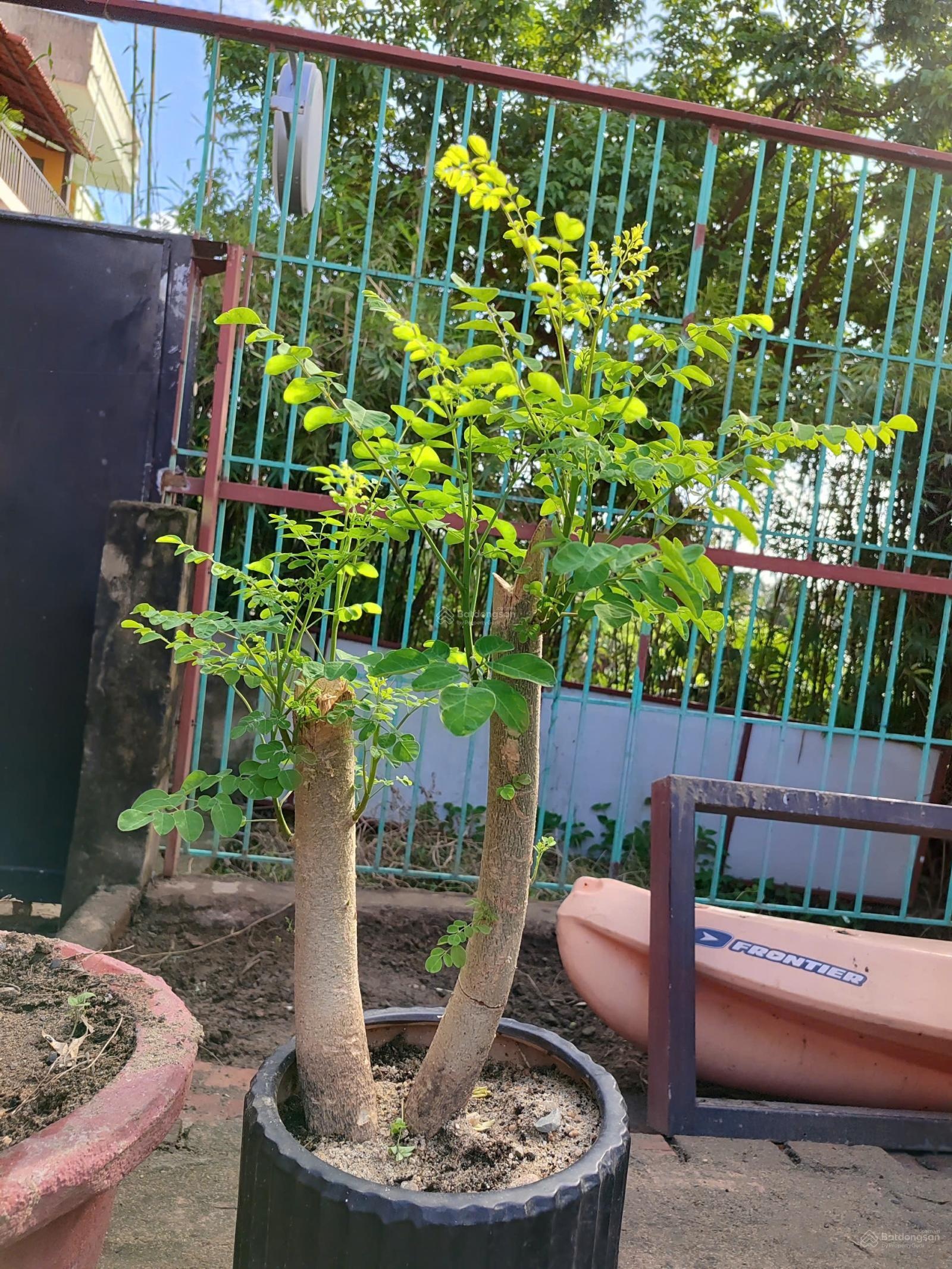 Bán đất Làng gốm Hội An, Chính chủ