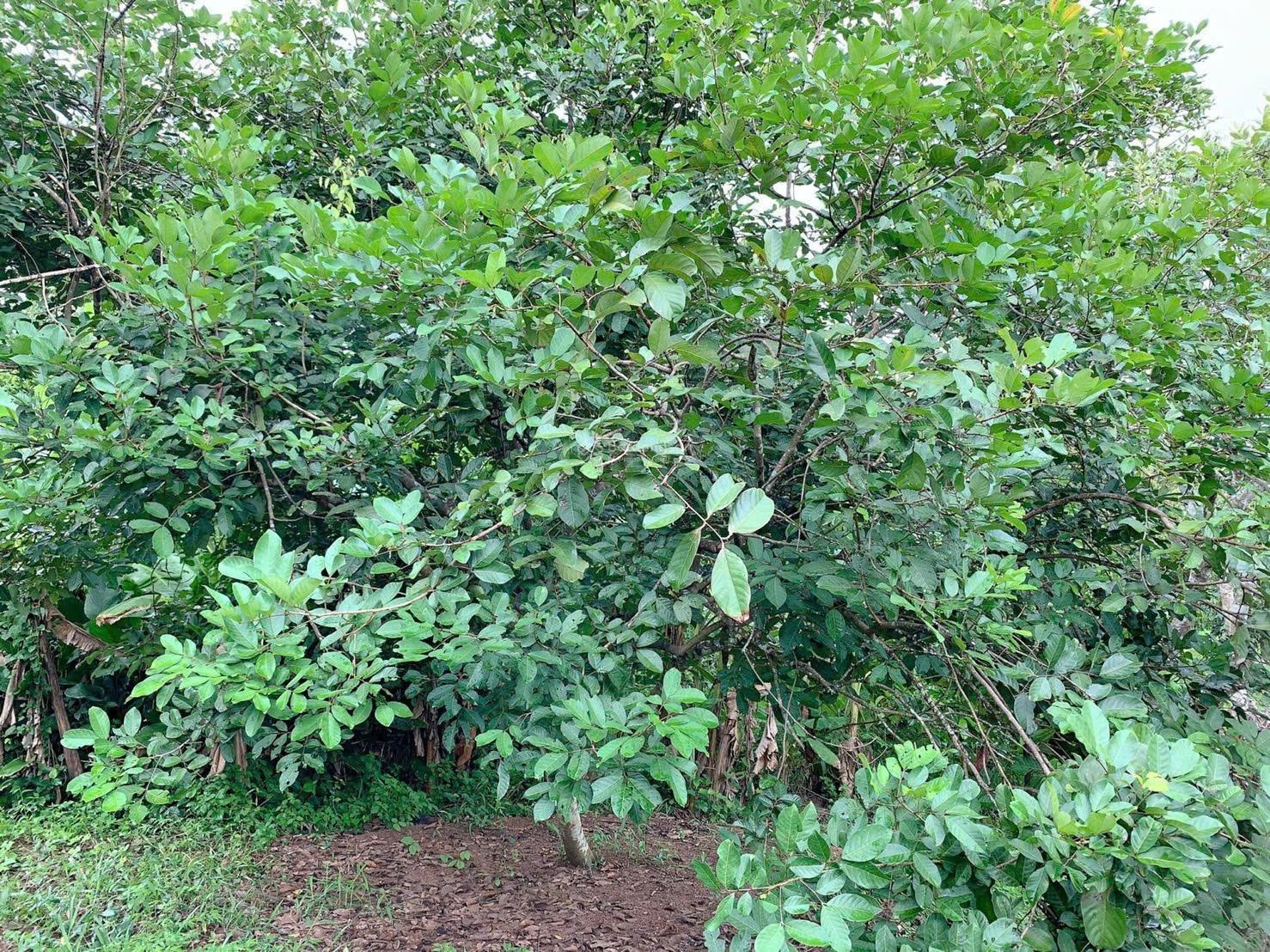 Bán khoảng 4 sào (3977m2) đất xã Kim Long, huyện Châu Đức, BRVT. Giá 4 tỷ