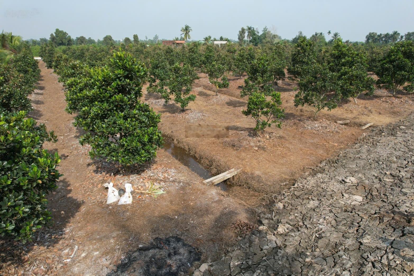 Đất vườn kv chuyển full thổ, 2 mặt tiền đg ô tô quay đầu sổ hiện đg 5m, đang trồng mít ruột đỏ