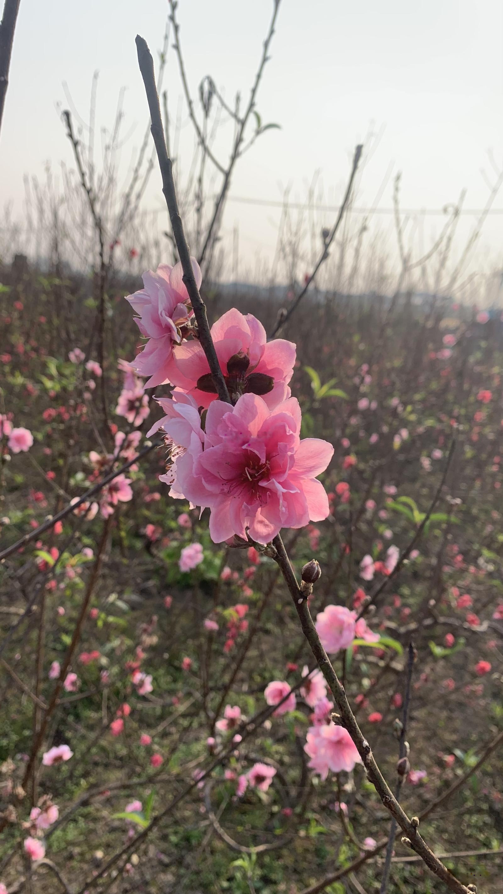 Bán Đất tại Thôn Cẩm Cơ, 3,8 tỷ, 50 m2