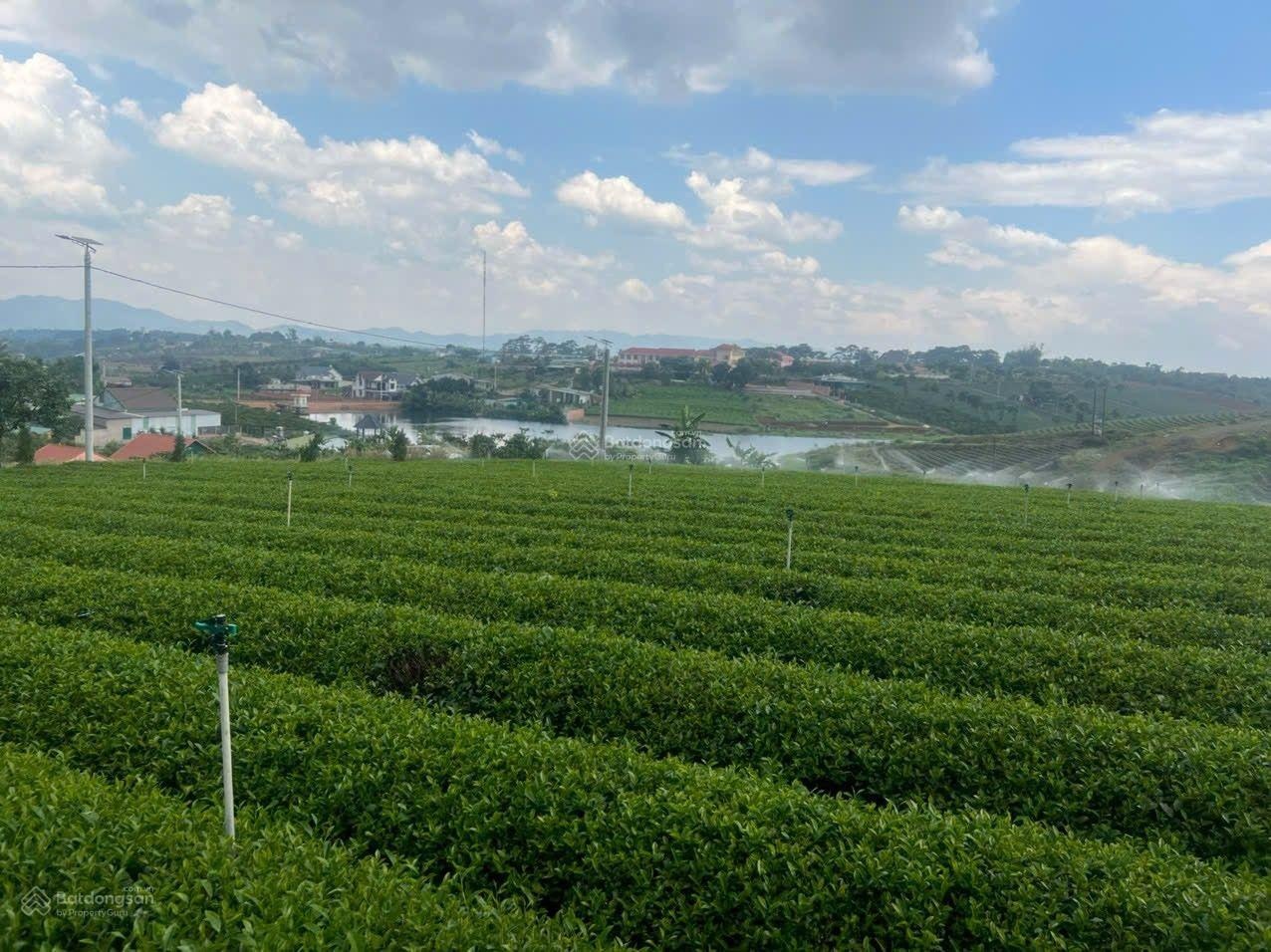 Xuất cảnh bán gấp - Bán đất Khúc Thừa Dụ 7403m² - 37 tỷ