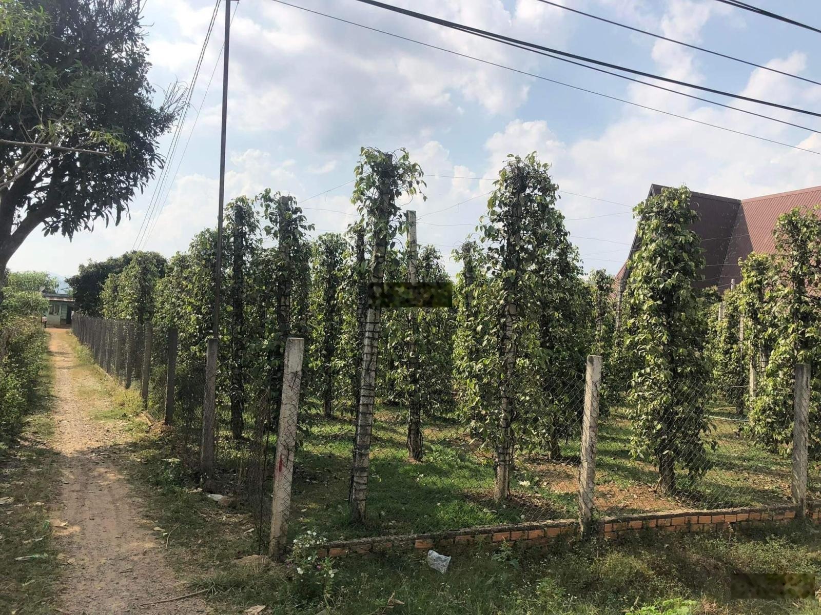 Bán đất đẹp tại Đạ Đờn, Lâm Hà, 8,5 tỷ, 2266 m2, nhiều tiện ích