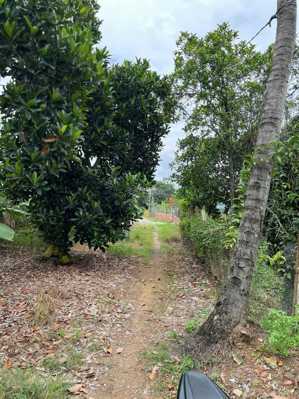 Đất vườn Bình Mỹ Củ Chi. 1000m có vườn cây ăn trái sẵn. Chỉ 3,5 tỉ. Đường ô tô