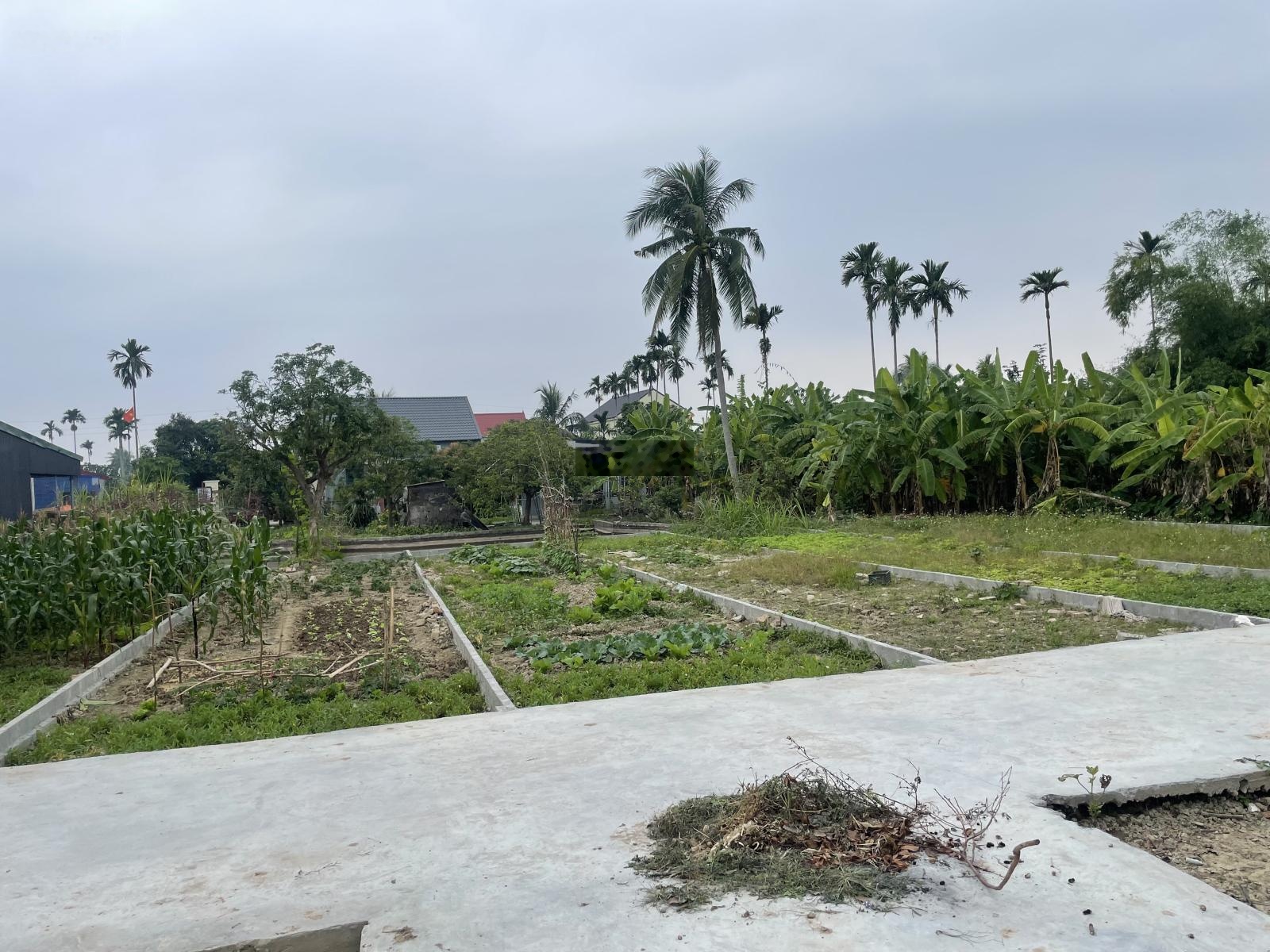 Bên em hiện còn 3 lô F0 tại Câu Thượng - An Lão - Hải Phòng. Giá chỉ từ 6xxtr