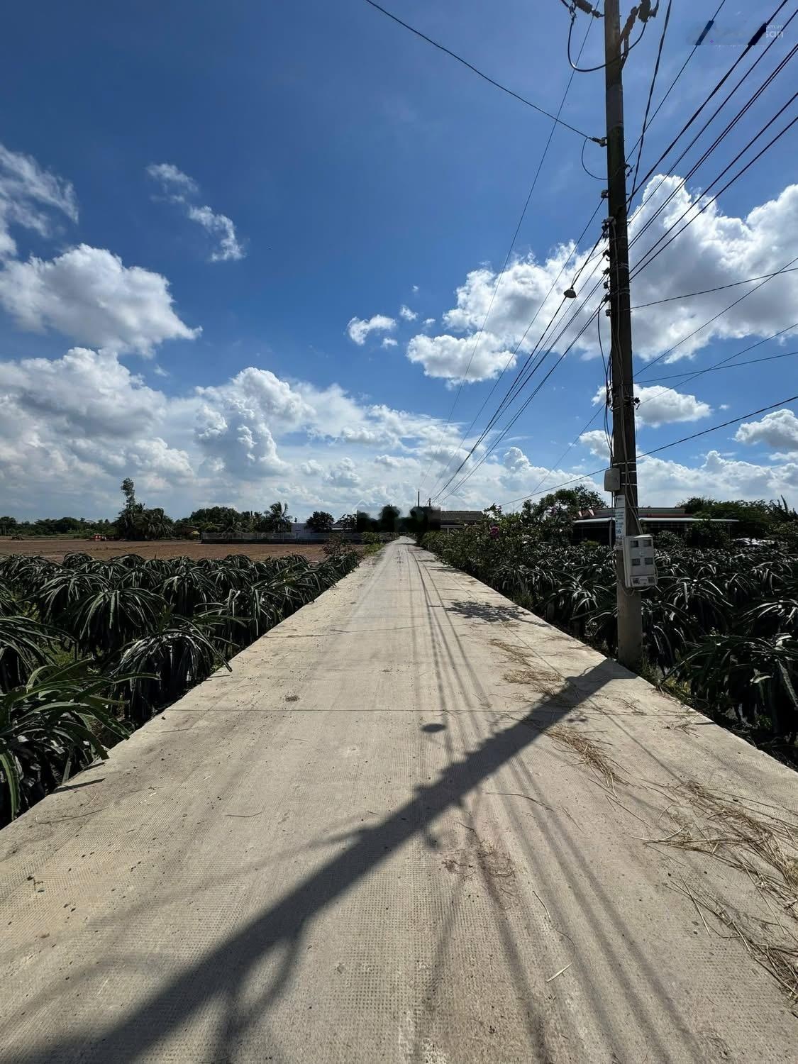 Cần bán mặt tiền đường Nguyễn Thị Điểm (Tân Trụ- Long An):