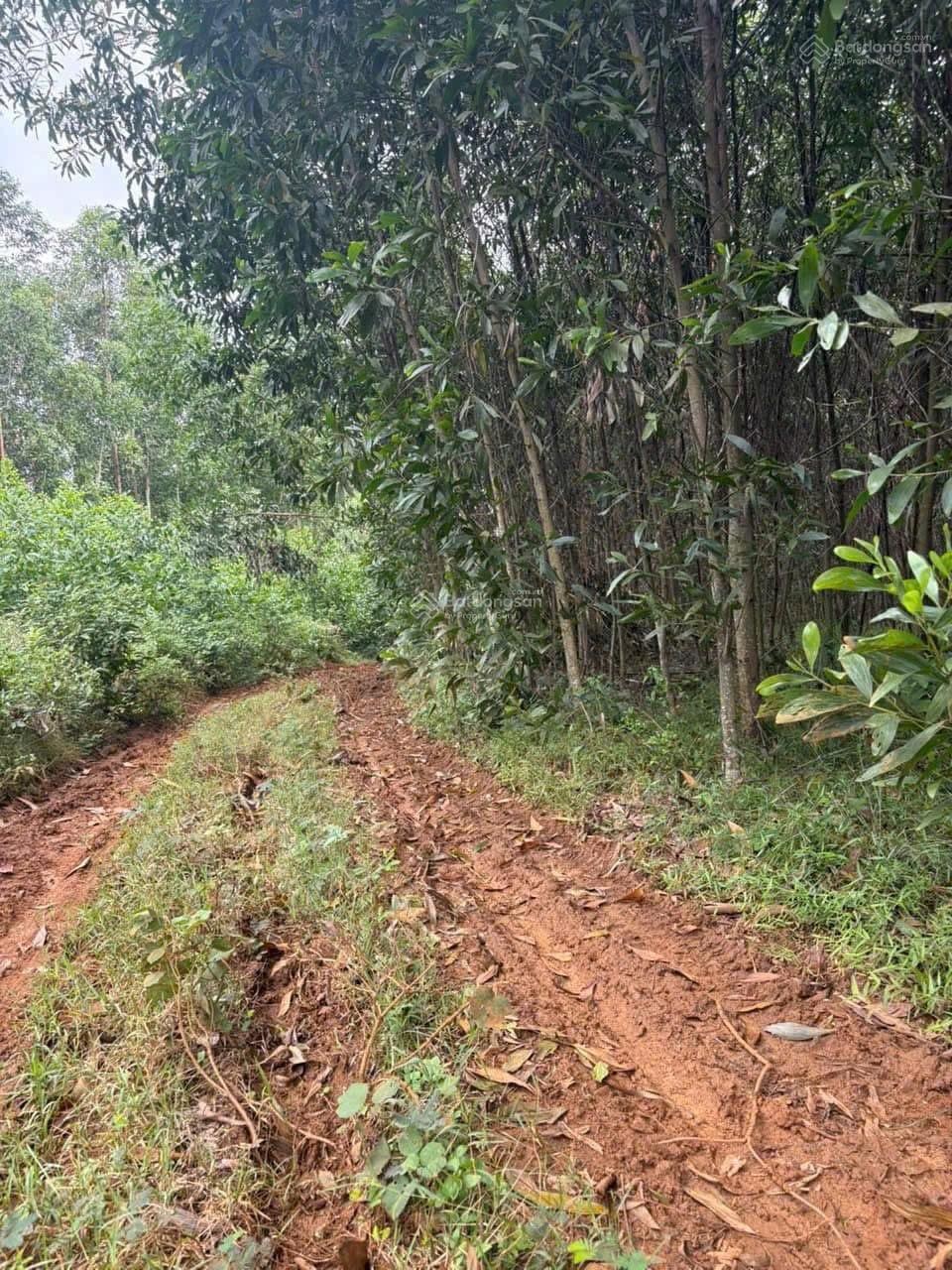 2600mv đất vườn giá rẻ cực sốc bán nhanh 55m mặt tiền đường