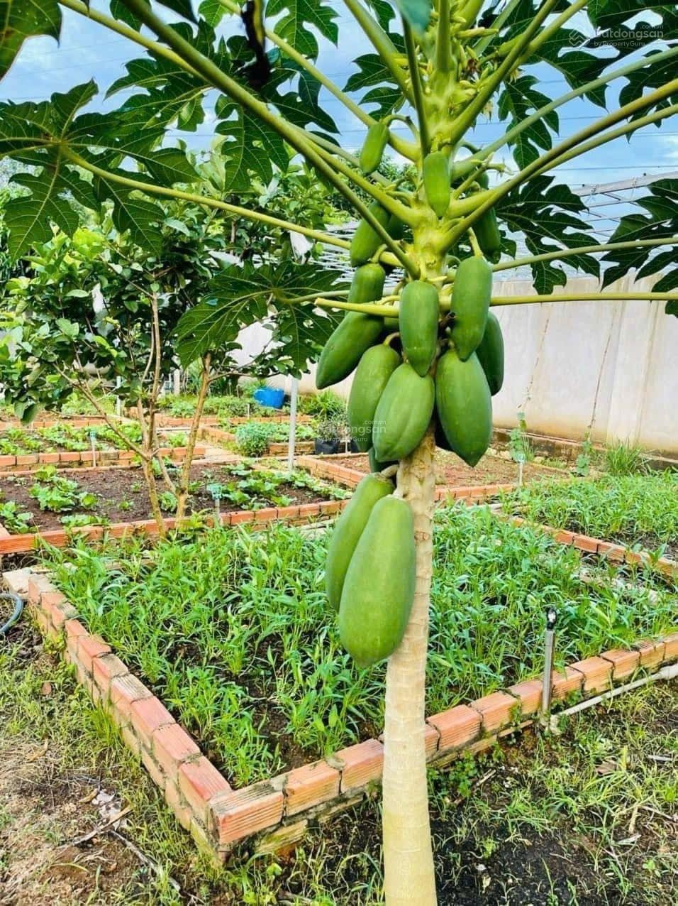 Nhà vườn Long Phước Nghỉ Dưỡng giữa lòng thành phố DT: 22 x 46m = 1012m2 đất vuông vức