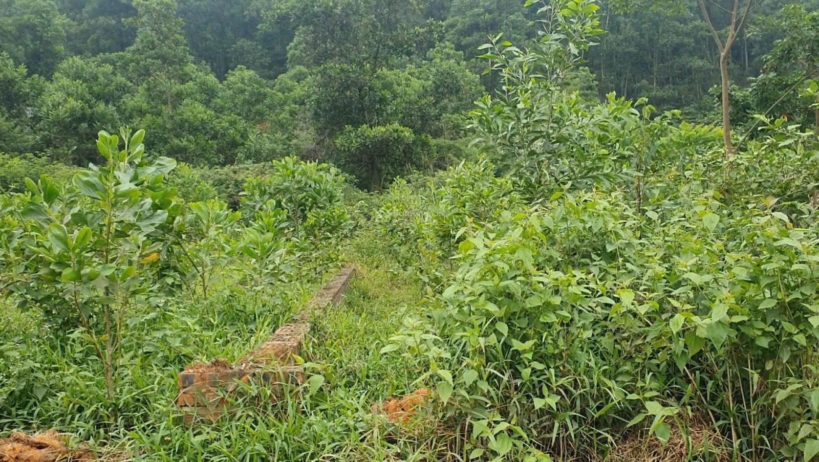 Đất mặt tiền 6m, sổ đỏ chính chủ, đường nhựa liên tỉnh 12m, Đô Lương, Bắc Sơn, Sóc Sơn, giá 1,65 tỷ