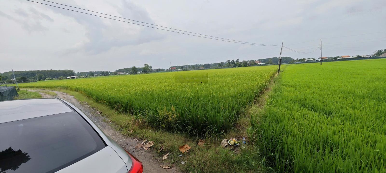 Bán nhanh đất lúa 1.532m² xã Hậu Nghĩa, tỉnh Tây Ninh - có thương lượng - view đẹp - 2.5 tỷ