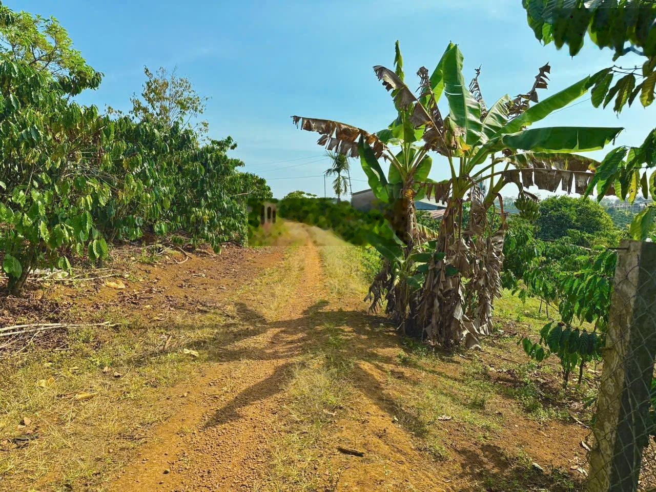 Bán gấp tại Xã Hoà Ninh, Di Linh, Lâm Đồng, 1,2 tỷ, cơ hội đầu tư tốt chỉ với giá hợp lý