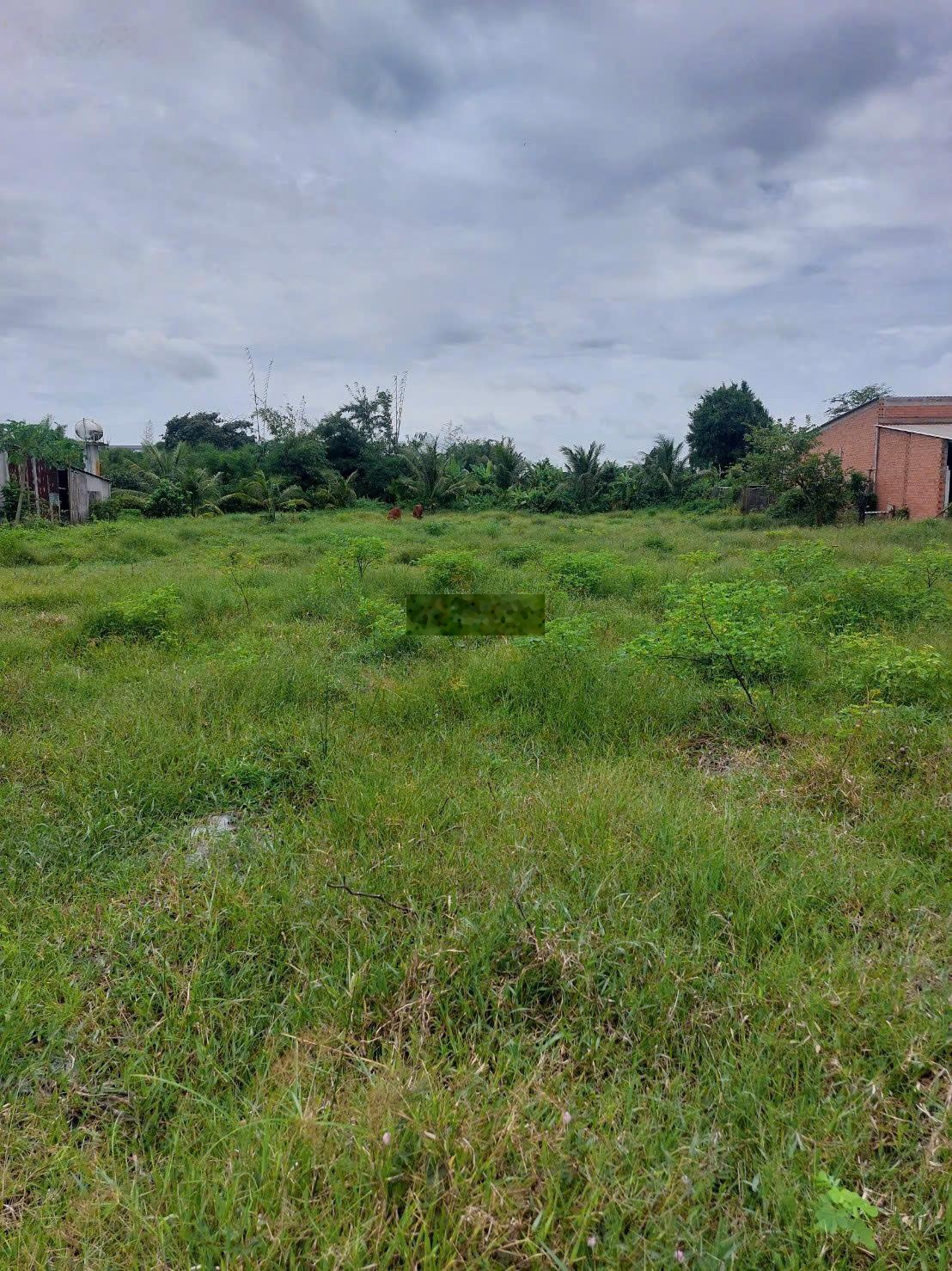 Cần bán lô đất trồng cây hàng năm đã có 1 phần thổ cư tại xã An Ninh Tây, LA