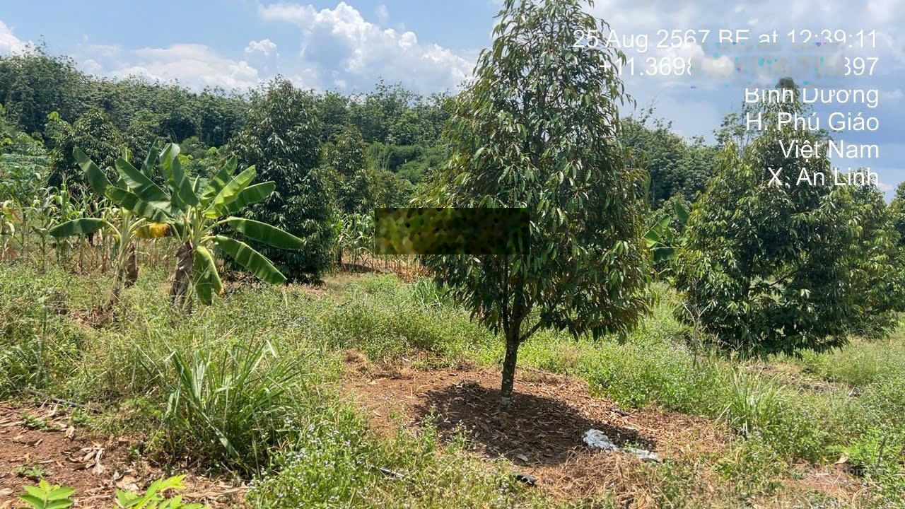 Bán đất vườn sầu riêng tại Lò Rèn, 29,5 tỷ, 12351 m2, Dầu Tiếng, Bình Dương