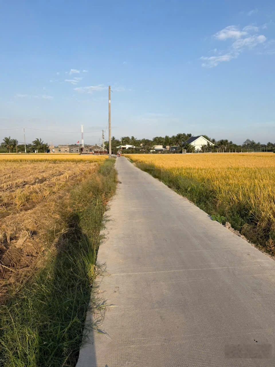 2200m2 đất lúa tại Bến Lức được chuyển thổ cư, khu vực tiềm năng cao