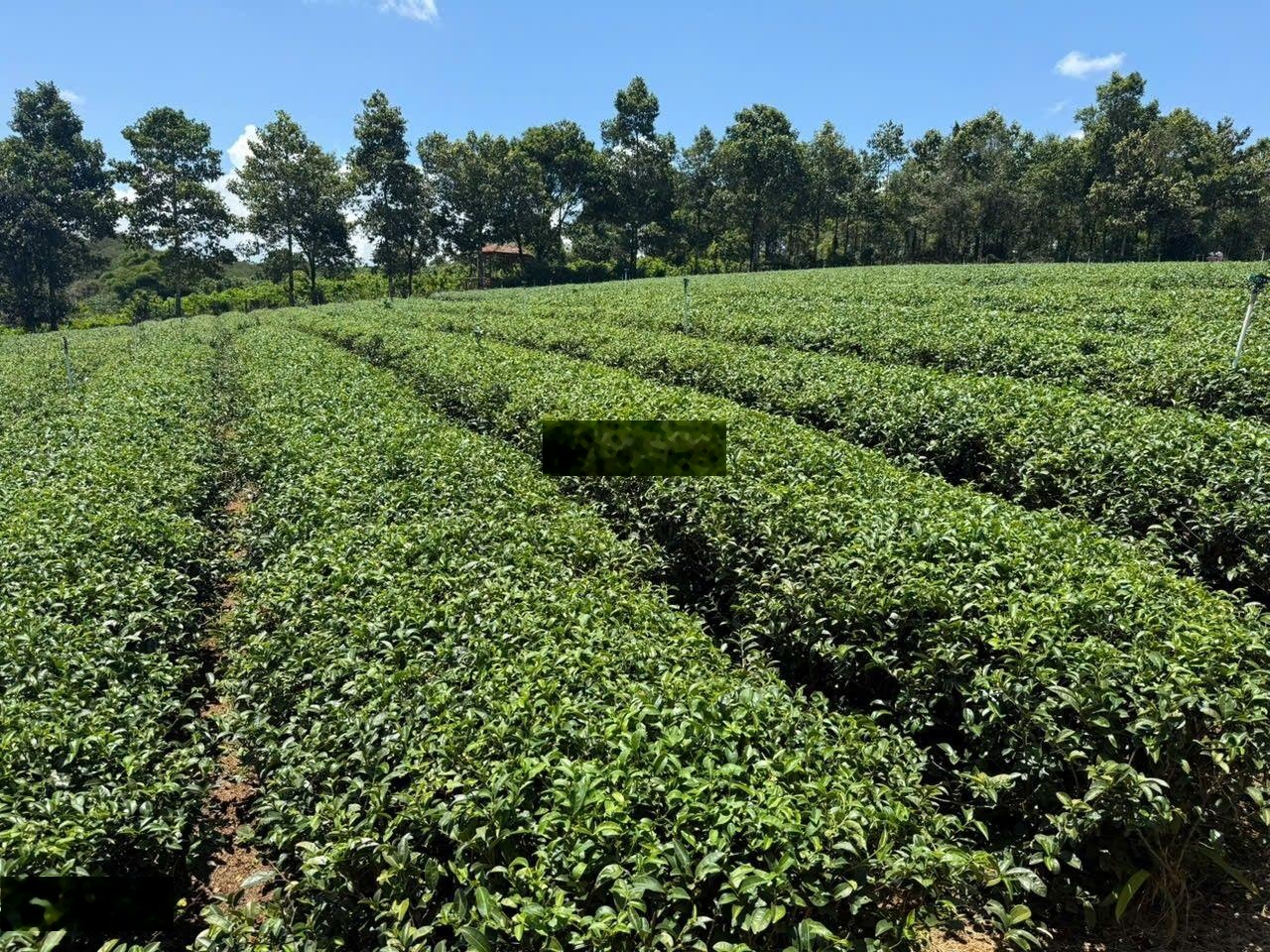 Xuất cảnh bán gấp - Bán đất Khúc Thừa Dụ 7403m² - 37 tỷ