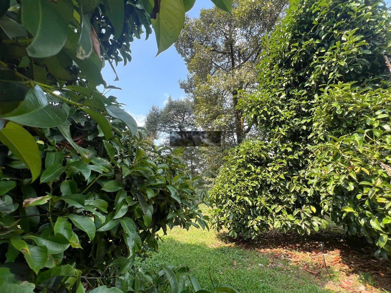 Cần bán 3700m2 đất vườn để trả lương tết giá 185tr/S, sổ riêng