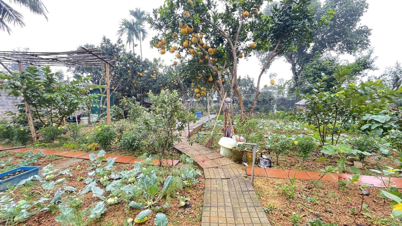 Bán lô đất 786m2 Hòa Thạch, Quốc Oai, Hà Nội, diện tích: 786m2 thổ cư: 142m2