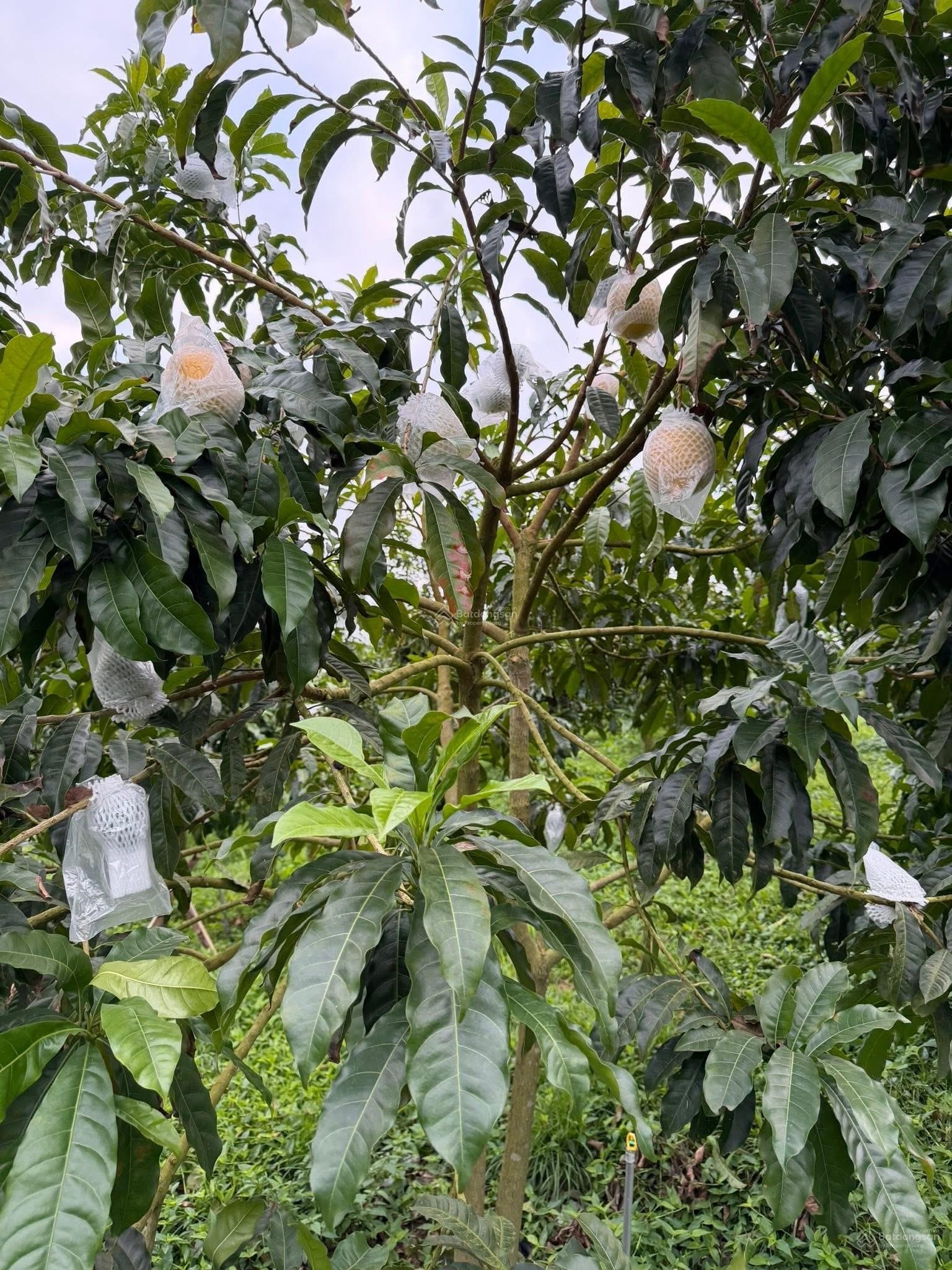 Bán đất đường Lạc Thị, 2,9 tỷ, 88 m2, Ngọc Hồi, Thanh Trì, Hà Nội - LH 0988075605