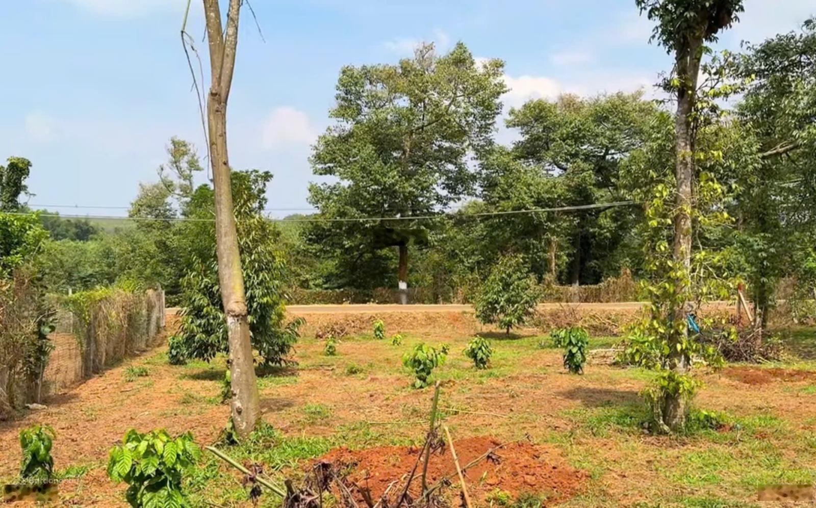 Bán 20x50 có 100tc đất xã Kim Long, Tp.HCM. Giá 1 tỷ 990tr.