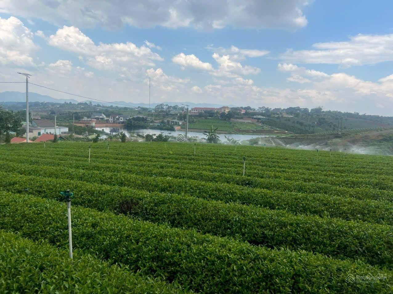 Xuất cảnh bán gấp - Bán đất Khúc Thừa Dụ 7403m² - 37 tỷ