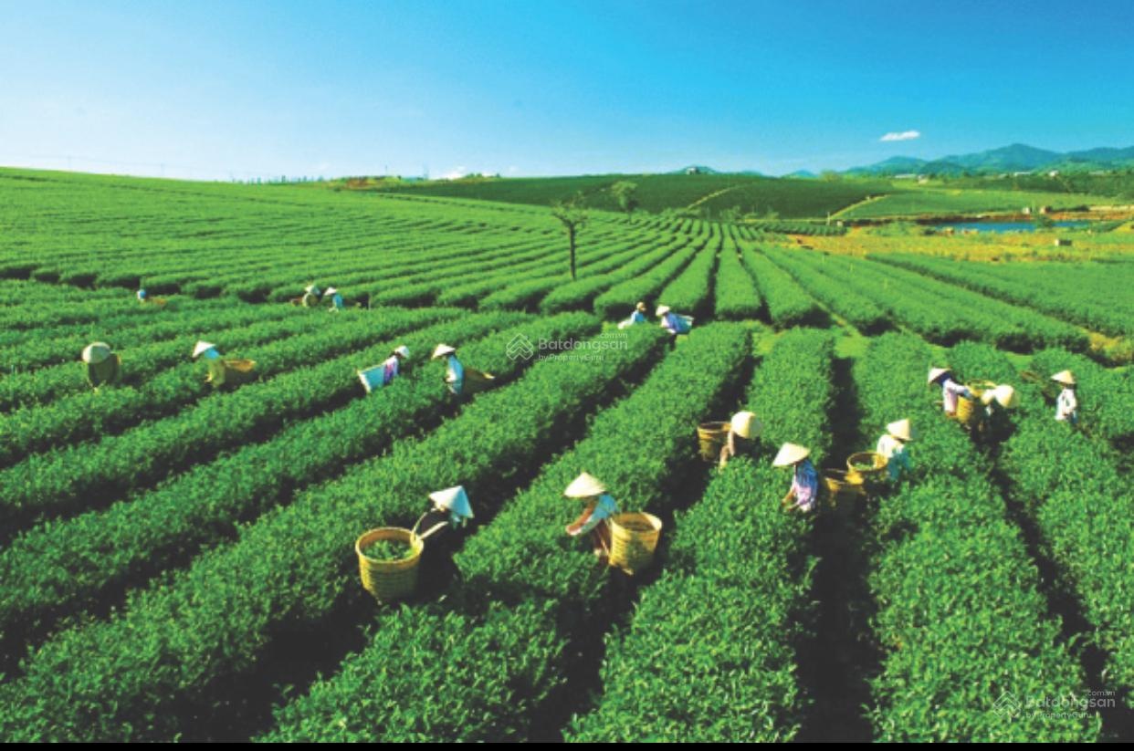 5 năm nữa mảnh đất này sẽ được gọi là gì?