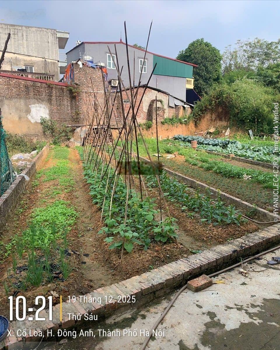 Bán gấp trước tết mảnh đất cổ loa, đông anh, tài chính 3,7 tỉ, ngay cạnh nhà văn hóa, chợ sa.