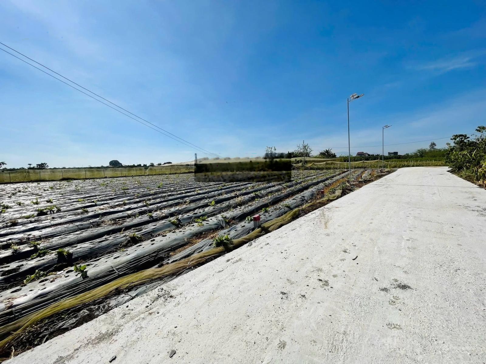 Bán đất 5x40m full thổ cư tại khu dân cư Tân Hội, giá chỉ 650 triệu