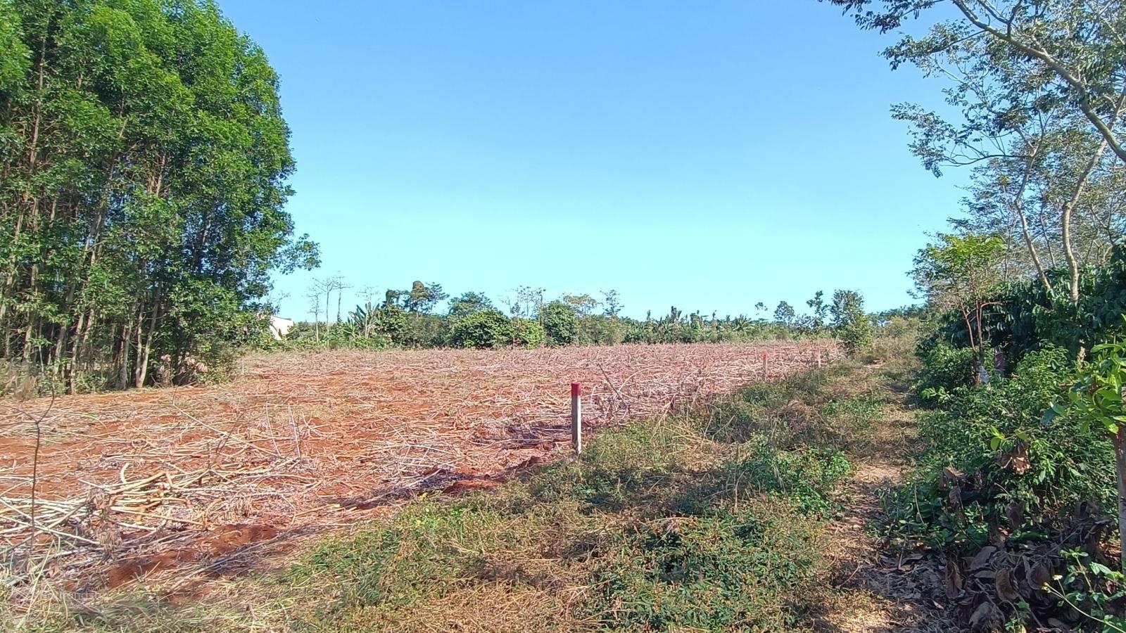 Cần bán gấp 9111 m2 đất thuộc xã Láng Lớn Bà Rịa Vũng Tàu cực mềm 12,5 tỷ có thương lượng