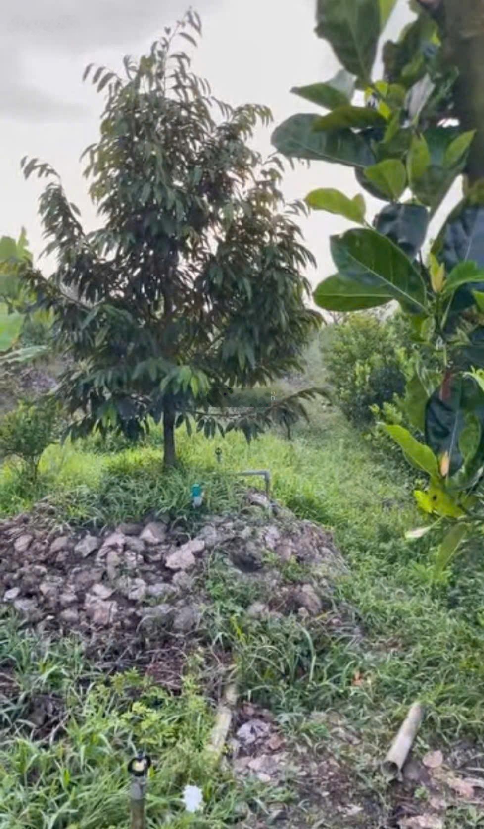 Bán 15.64 công sầu riêng 2 năm 60m mặt tiền đường nhựa DT865