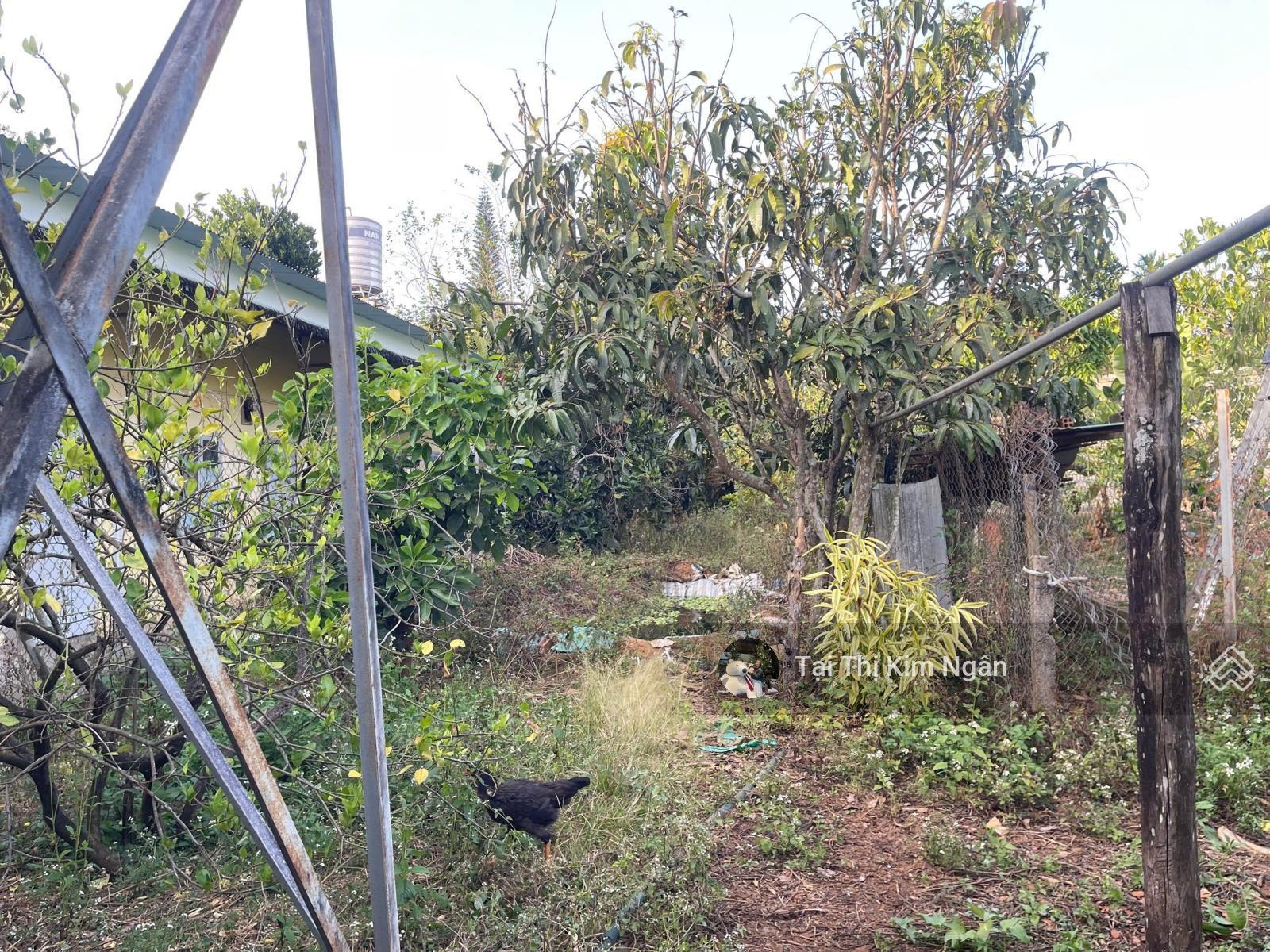 Nhà bảo lộc mặt tiền đường nhựa 2 oto né nhau dt 414m2(7mx57m) ngay chợ