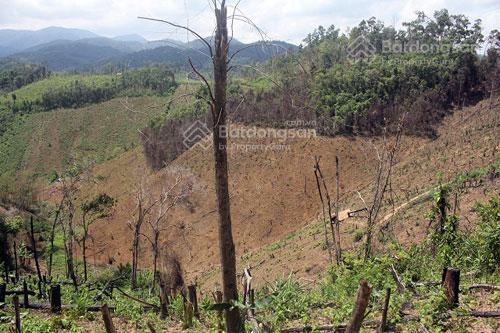 Chính chủ cho thuê đất trồng cây tại Đà Lạt