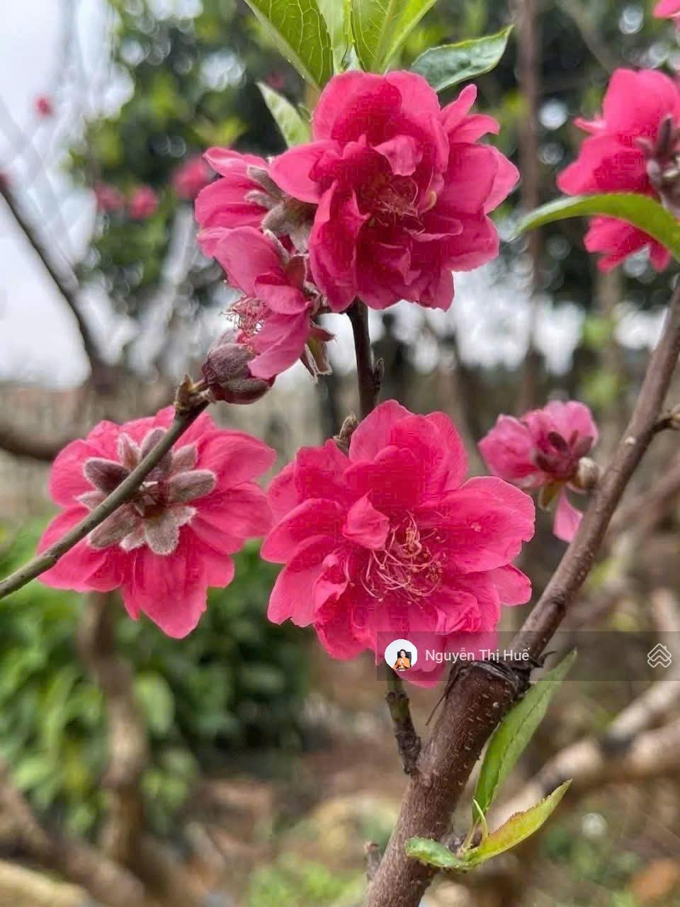 KHÓ TÌM DIỆN TÍCH LỚN THỔ CƯ NHIỀU NHƯ THẾ NÀY Chỉ 1.8x tỷ sở hữu 526m² có tới 300m² thổ cư