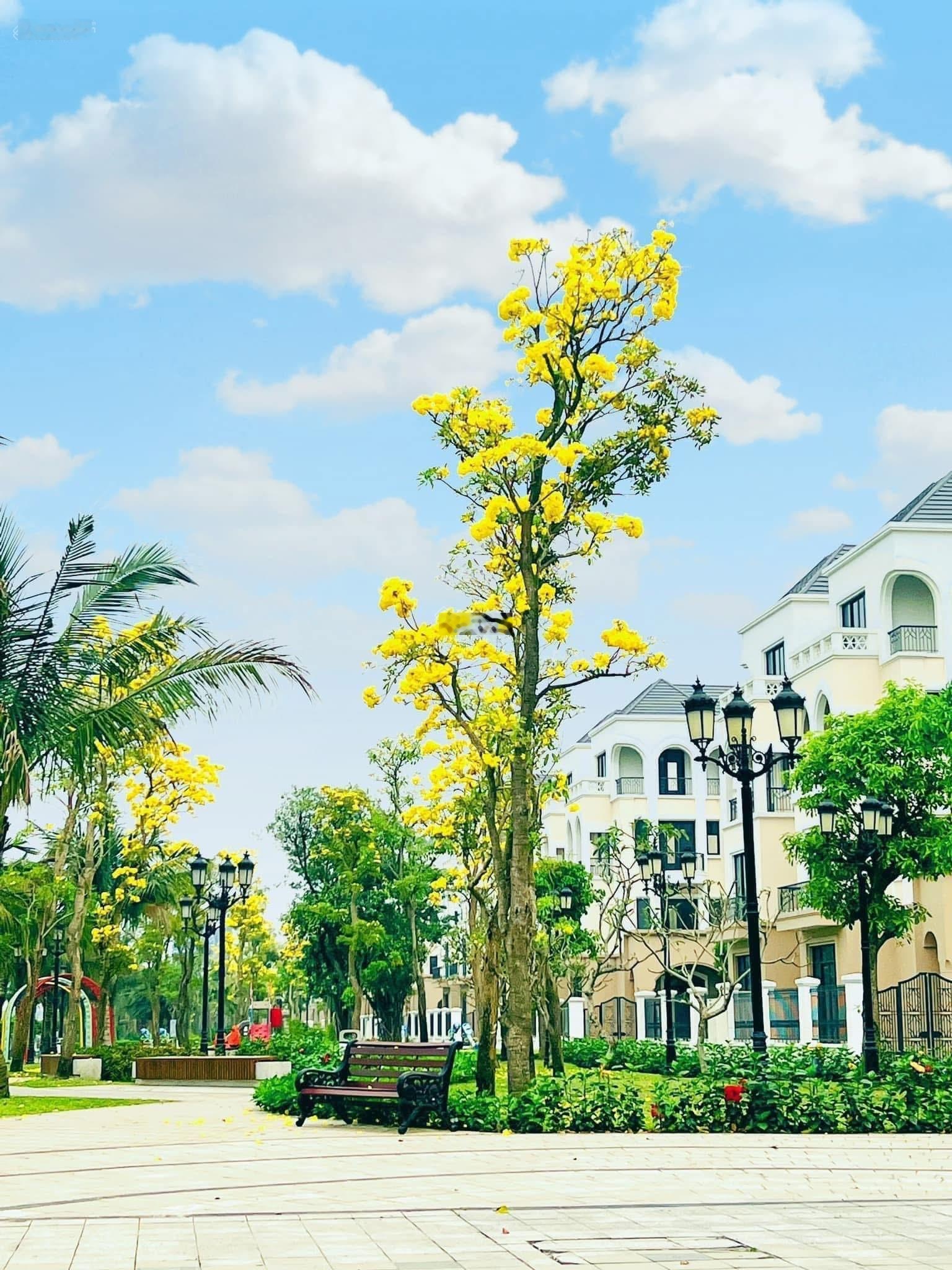 Giá rẻ tứ lập 120m mt 8,5m giá còn 16,5 tỷ gần trường và 2 công viên lớn