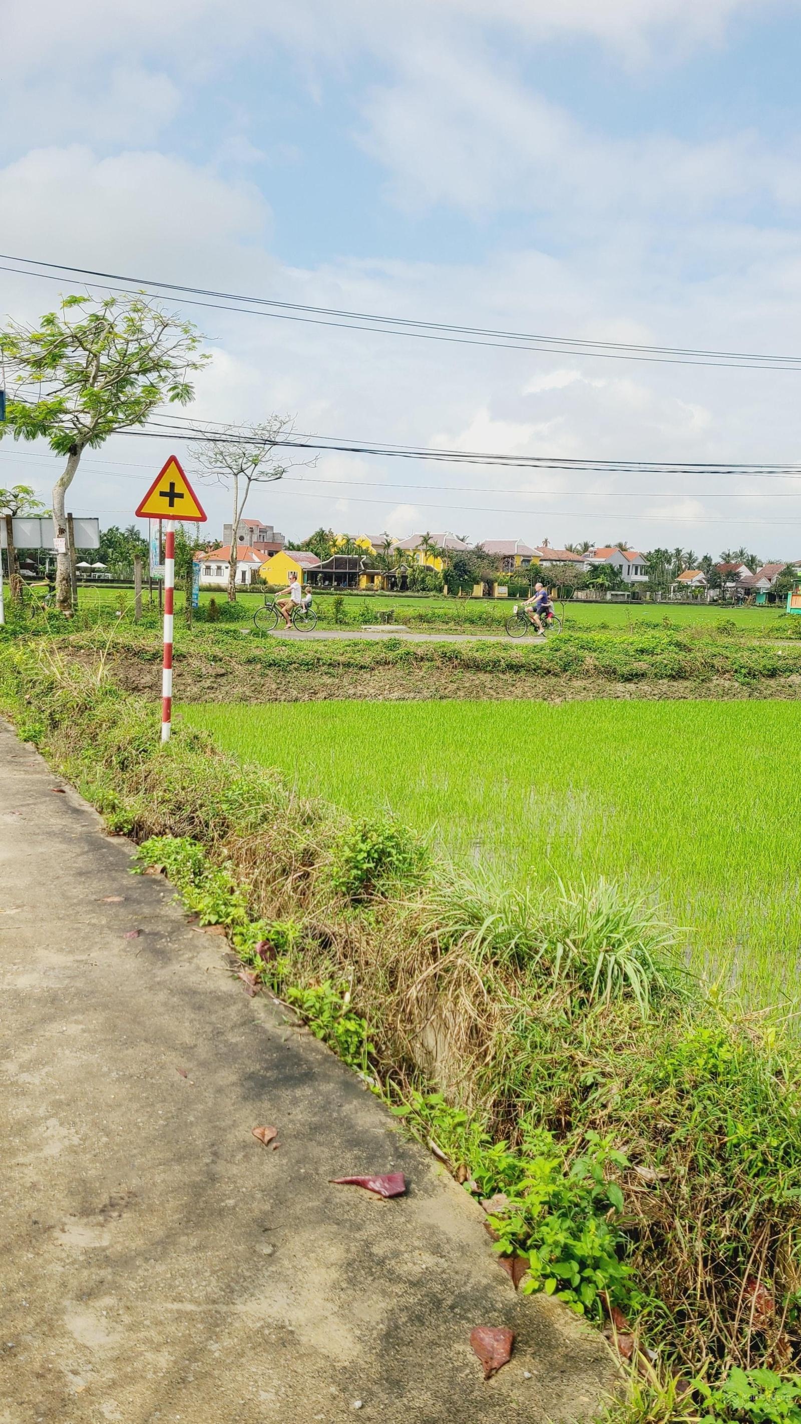 View lúa Cẩm Châu, Cam Thanh, Hội An 150m2