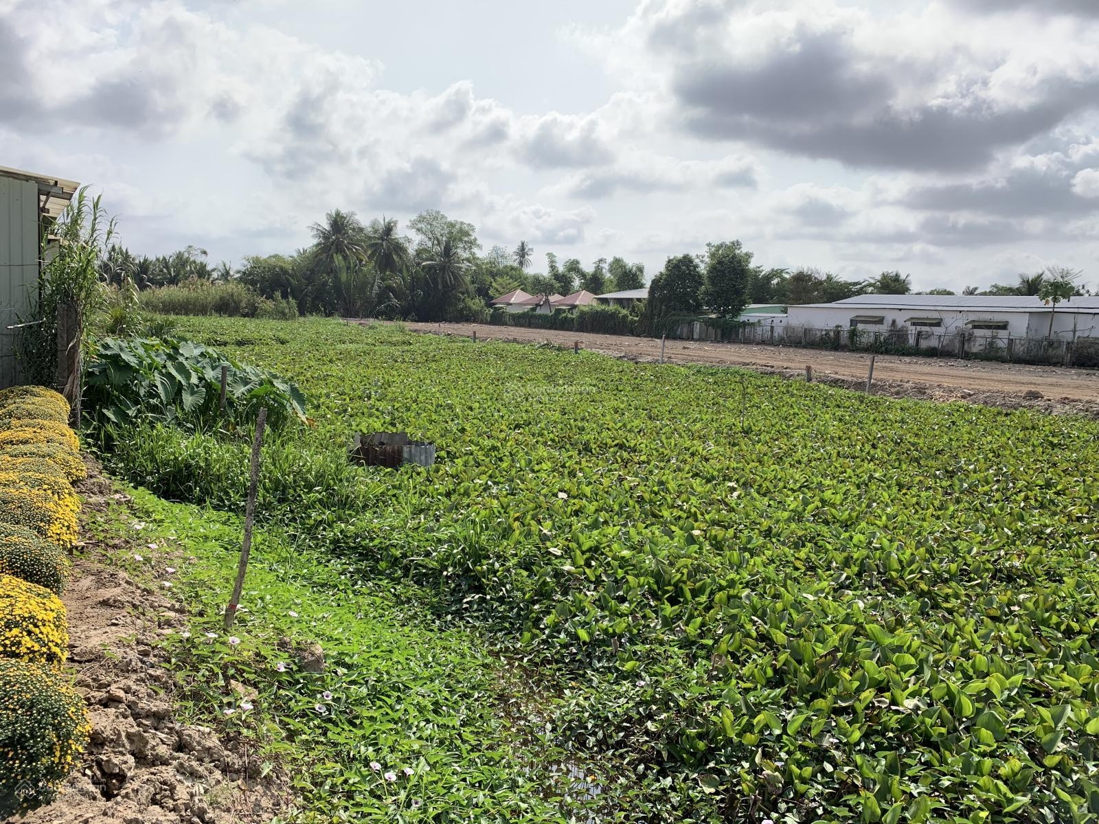 Bán đất mặt tiền đường Lê Phước Thọ cạnh siêu thị Aeon Mall, diện tích: 26,5m x 93m giá rẻ nhất khu