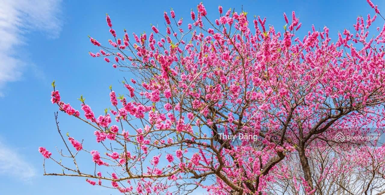 Cần bán lô đất kiệt 5m Trưng Nhị vuông vức 212m2 Trưng Nhị, Hòa Cường- Hải Châu