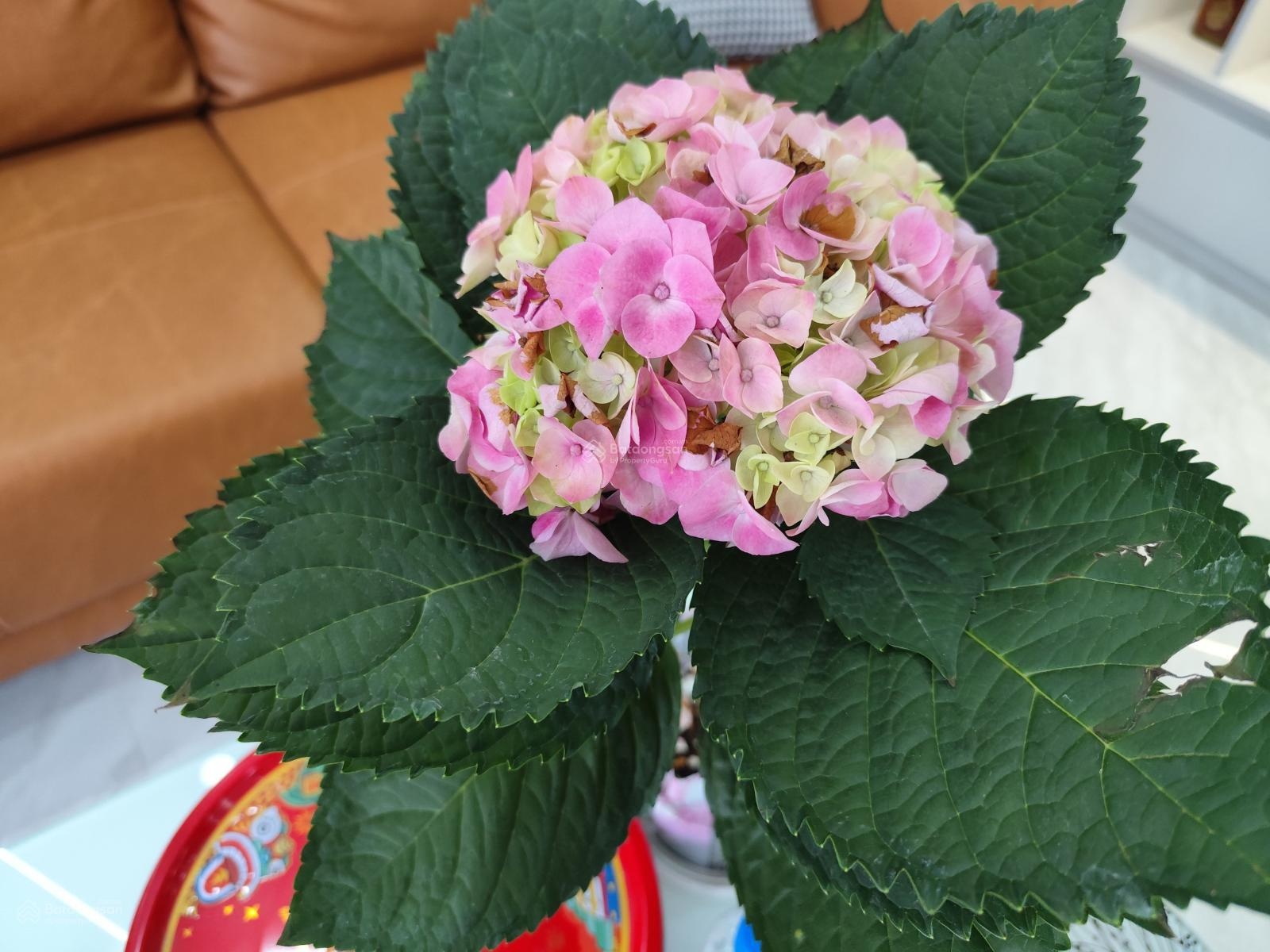 Cần Bán gấp chính chủ Bán nhà riêng tại đường 43, Thạnh Lộc, Quận 12. Giá thương lượng