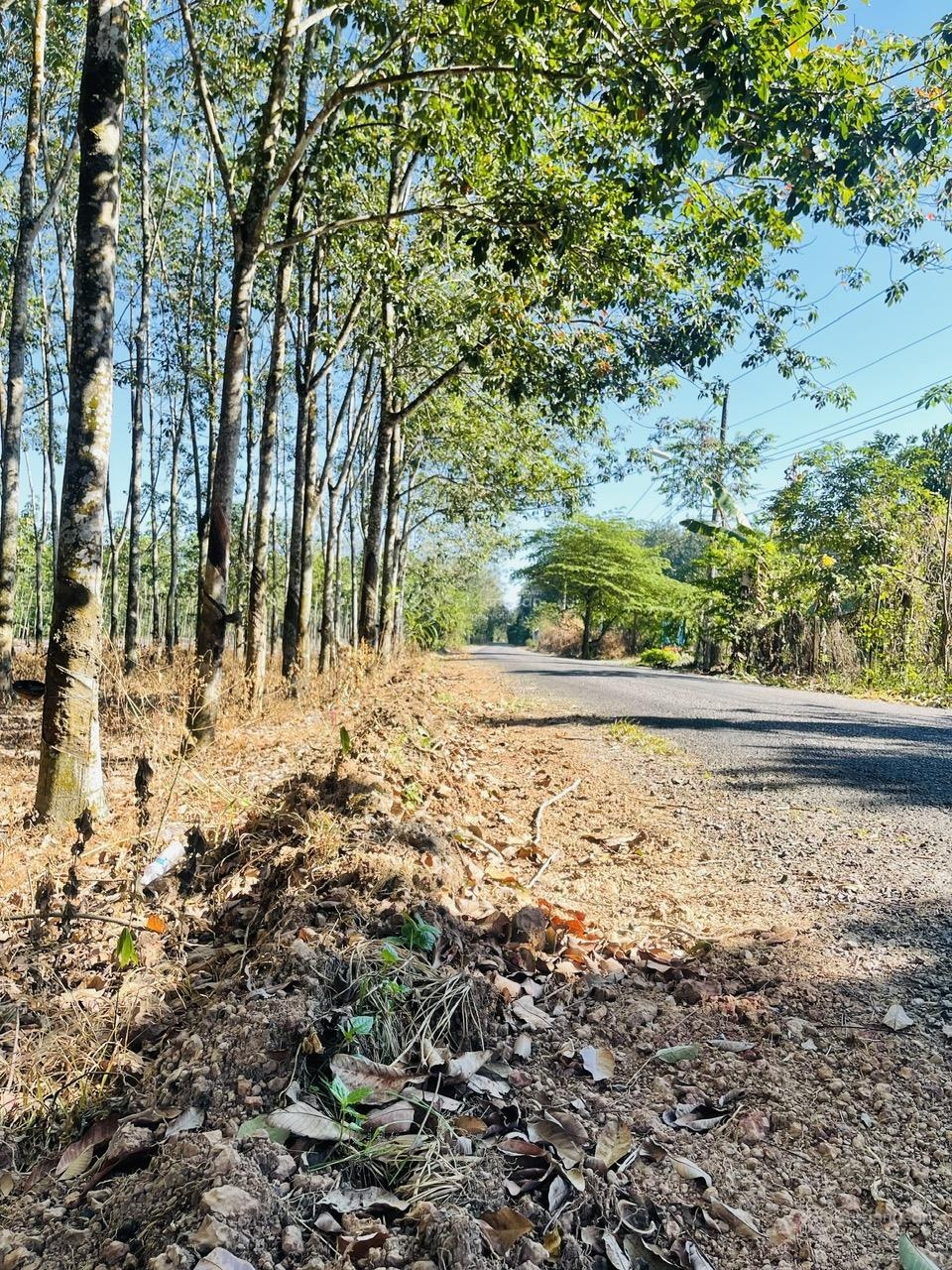 Bán gấp hơn 1,8ha có 130m2 mặt tiền QH đường 18m sau khu công nghiệp Mỹ Phước 2,3 đất bằng Phẳng