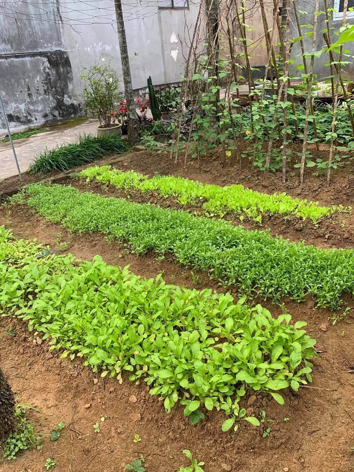 Đất vuông vắn 5m x 16,5m, hẻm ô tô 4m, giá tốt tại Hoàng Hoa Thám