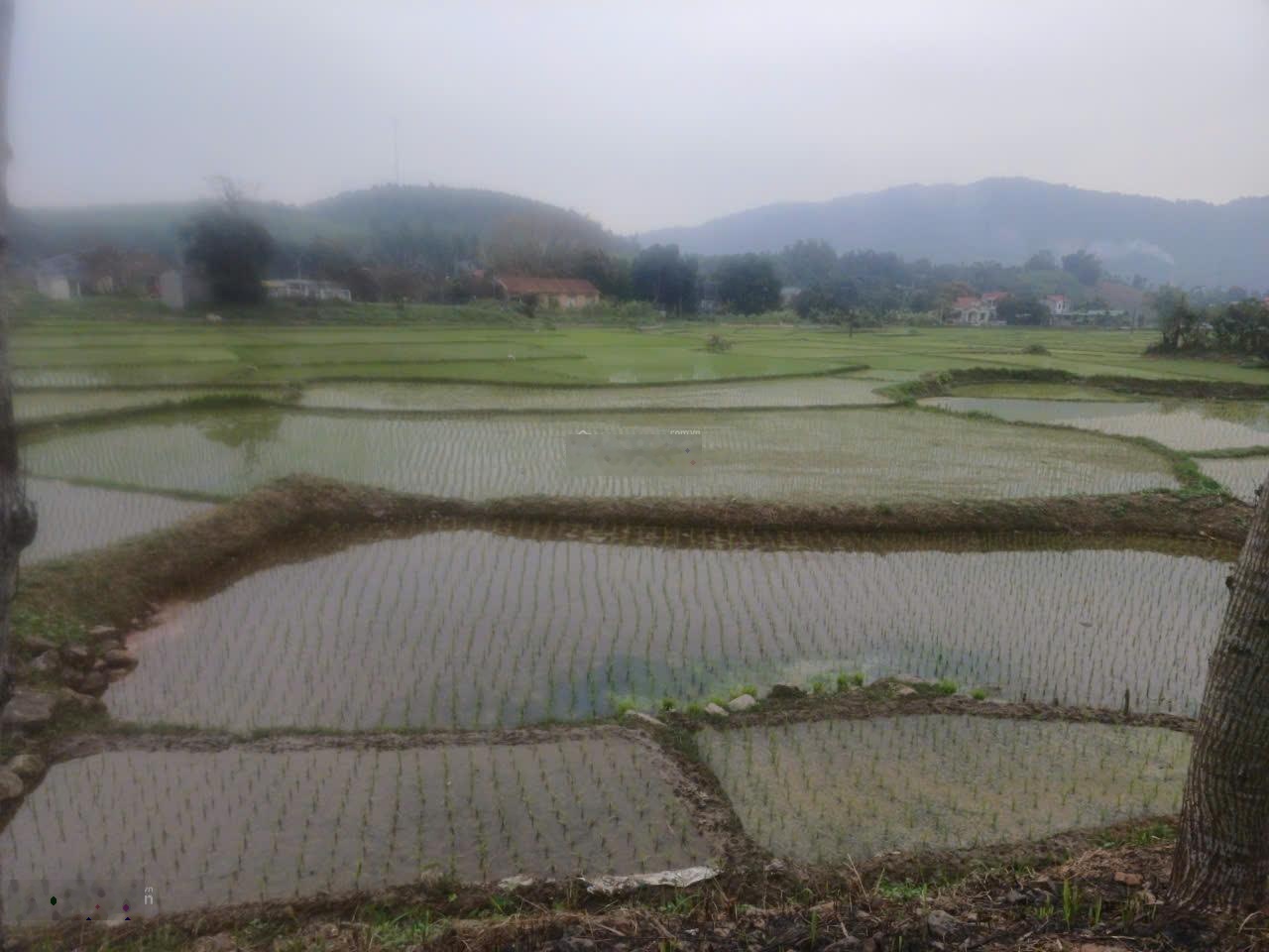 Đất nhà vườn yên mông không gian sống xanh hiếm có