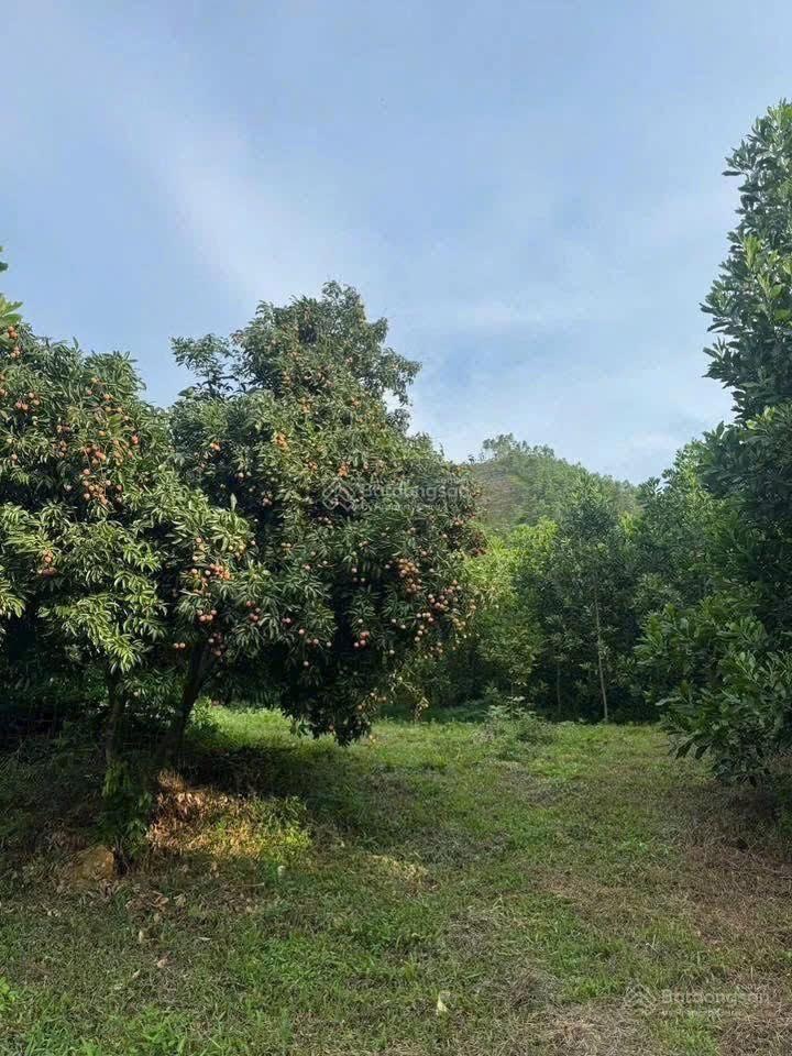 Chính chủ bán đất trồng cây lâu năm ngọc thanh / xuân hòa