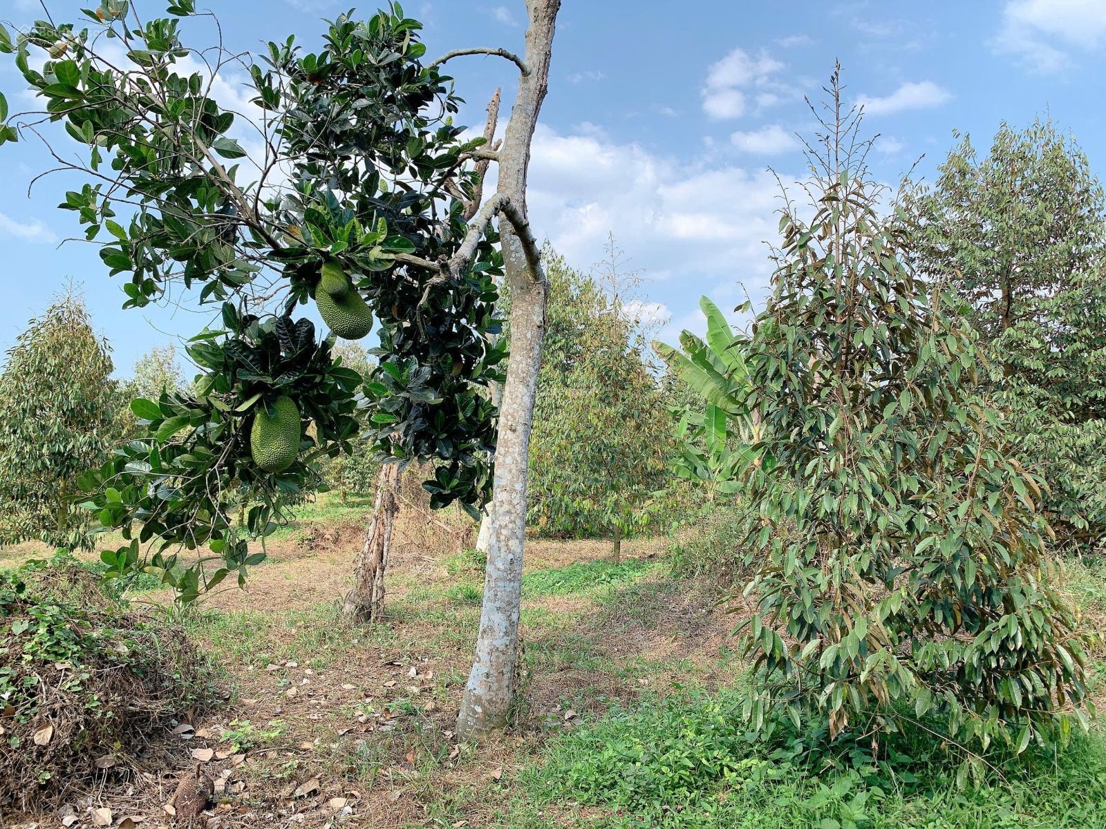 Bán khoảng 9 sào 4 (9410m2) đất xã Sông Xoài, thị xã Phú Mỹ, BRVT. Giá 11,3 tỷ