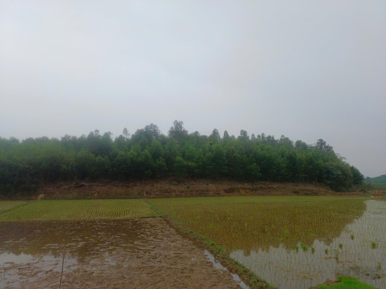 Đất nhà vườn yên mông không gian sống xanh hiếm có