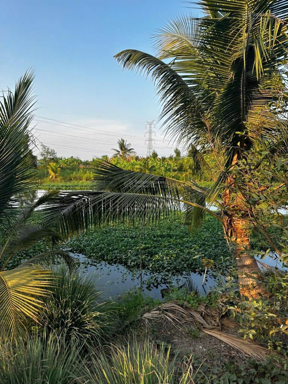 Đất vườn giá rẻ Trung Hoa giáp Tân An, nay xã Mỹ Tịnh An, Đồng Tháp